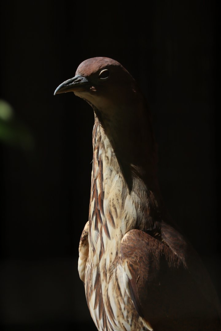 Japanese night heron (Gorsachius goisagi)