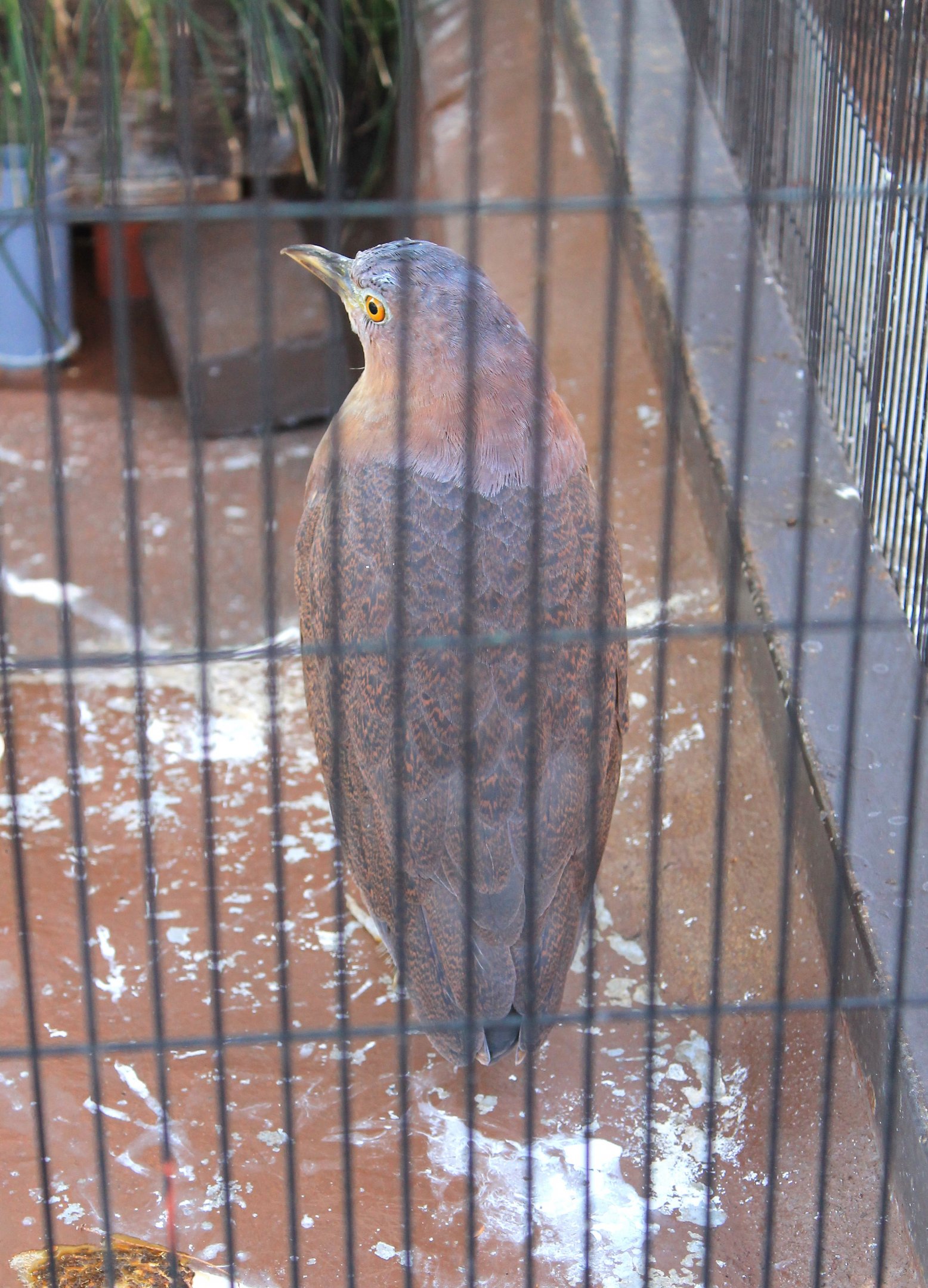 Japanese Night Heron (Gorsachius goisagi)