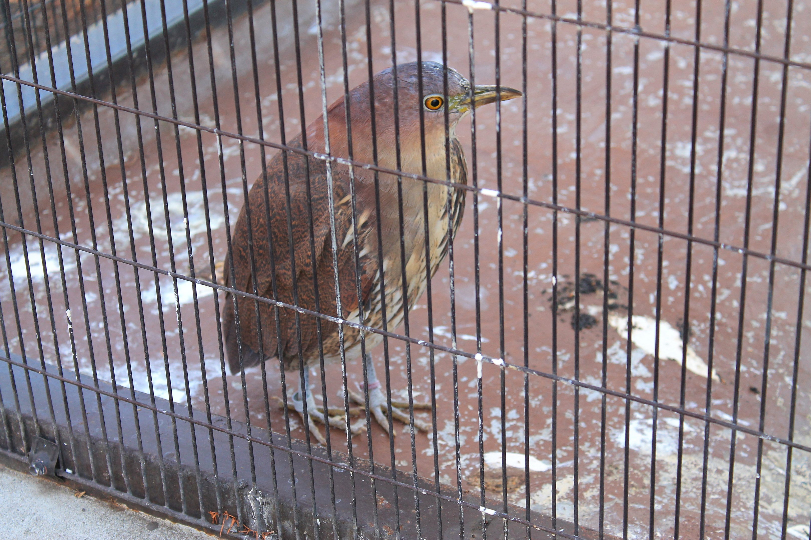 Japanese Night Heron (Gorsachius goisagi)