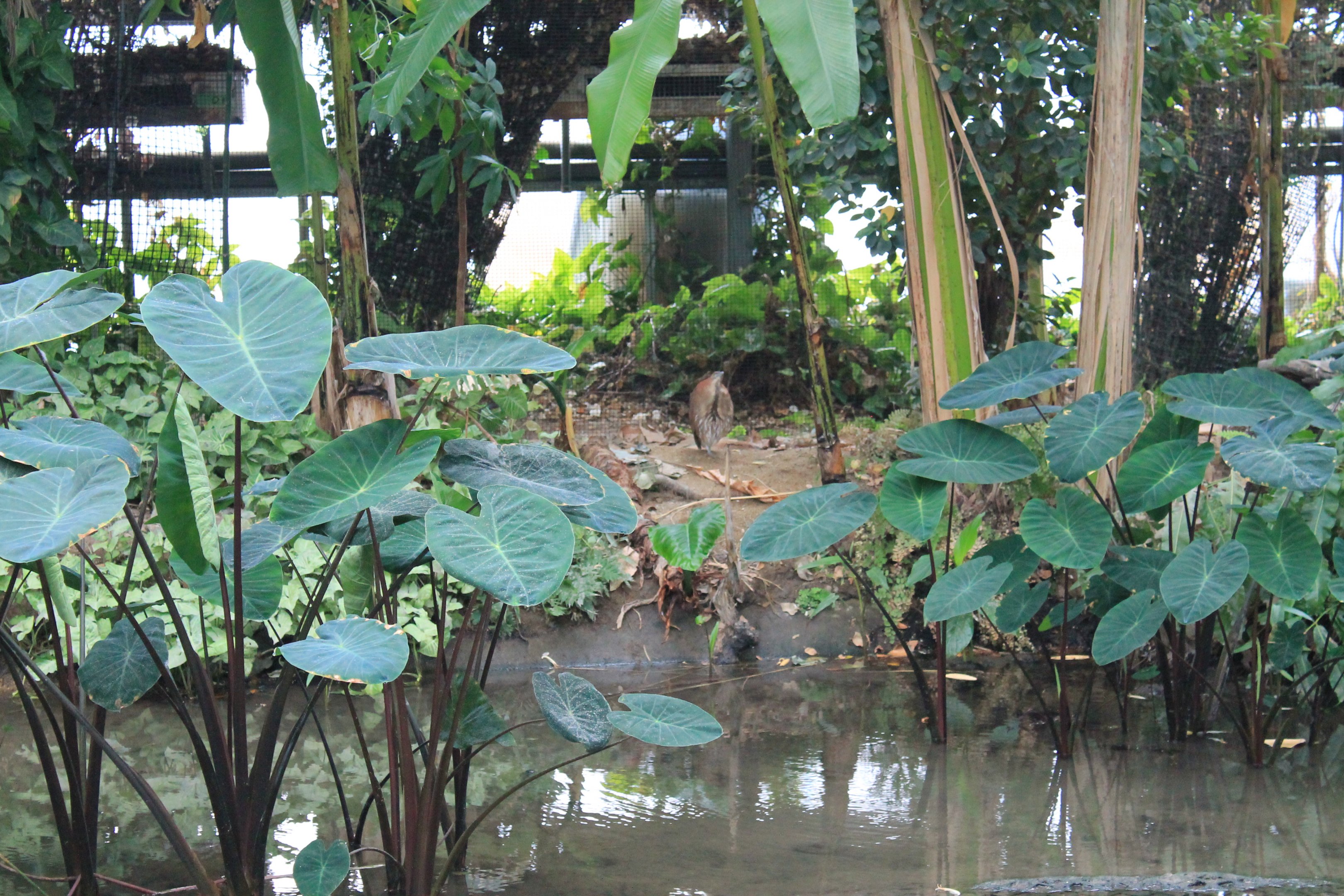 Japanese Night Heron (Gorsachius goisagi)