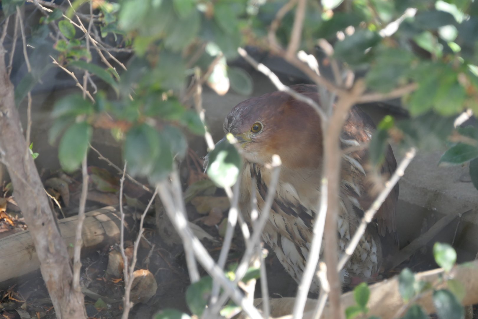 Japanese Night Heron (Gorsachius goisagi)
