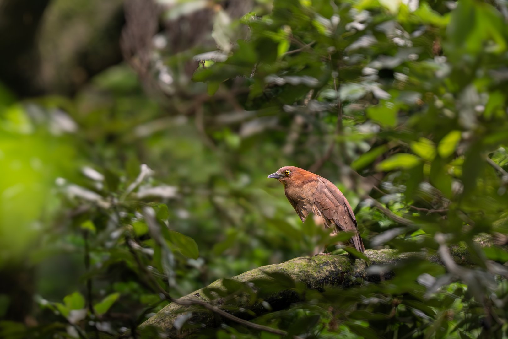 Japanese Night Heron ~ Kanagawa
