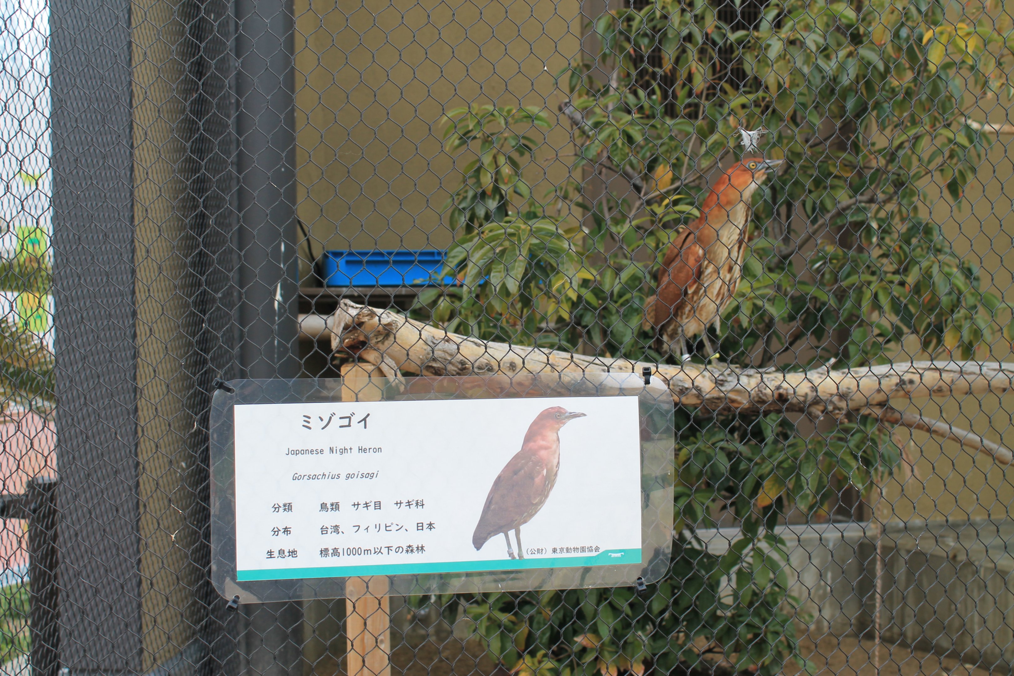 Japanese Night Heron, World of Birds
