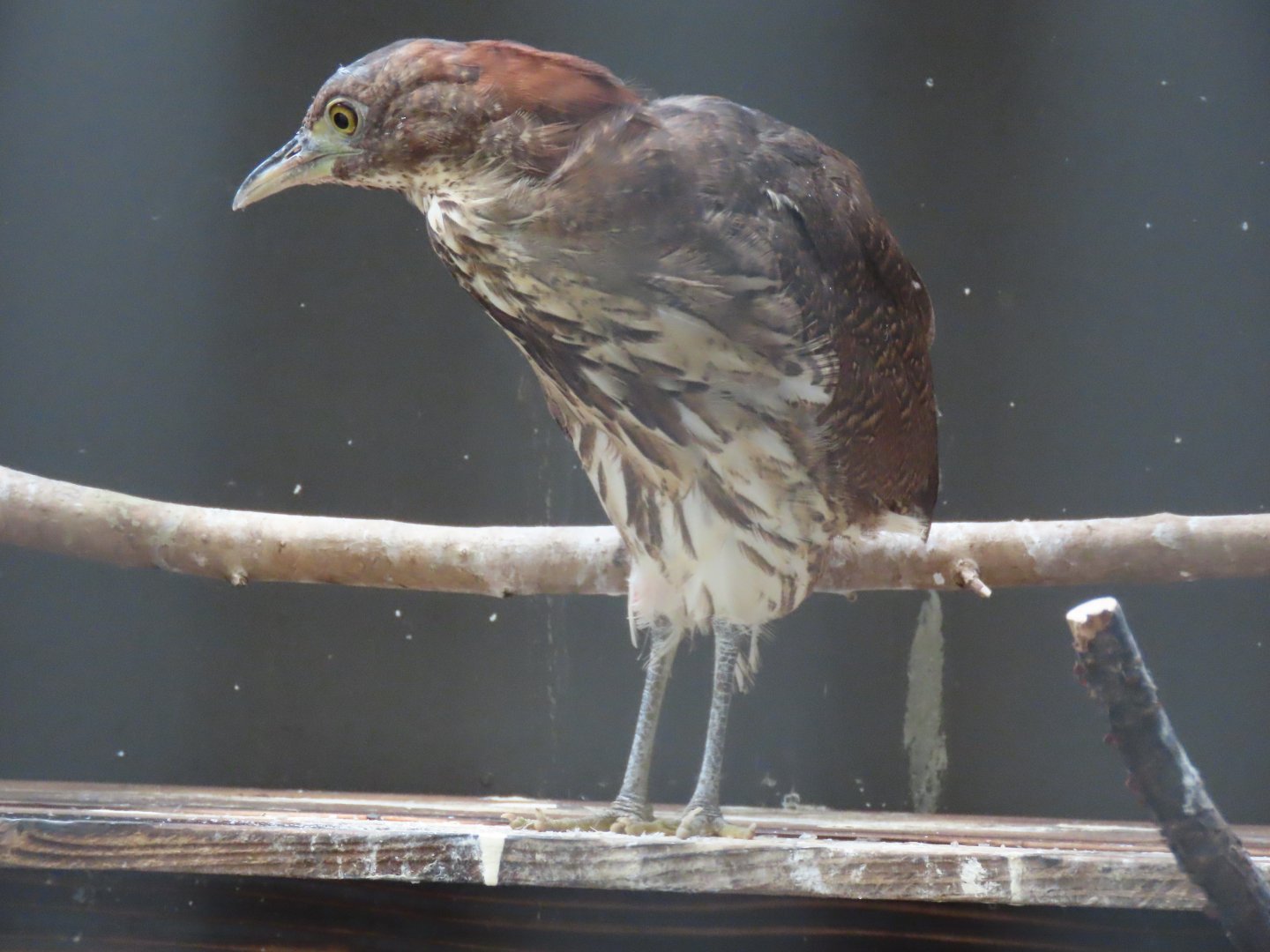 Japanese night heron
