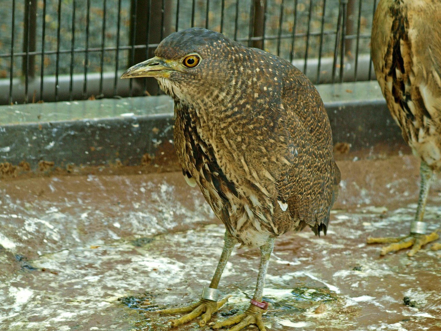 Japanese night heron
