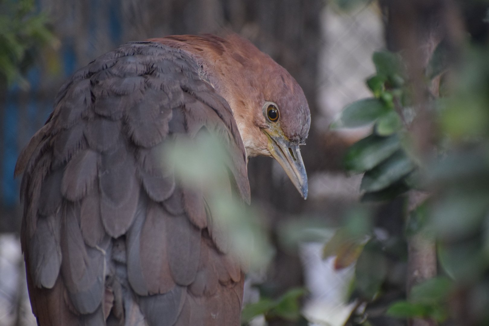 Japanese night heron