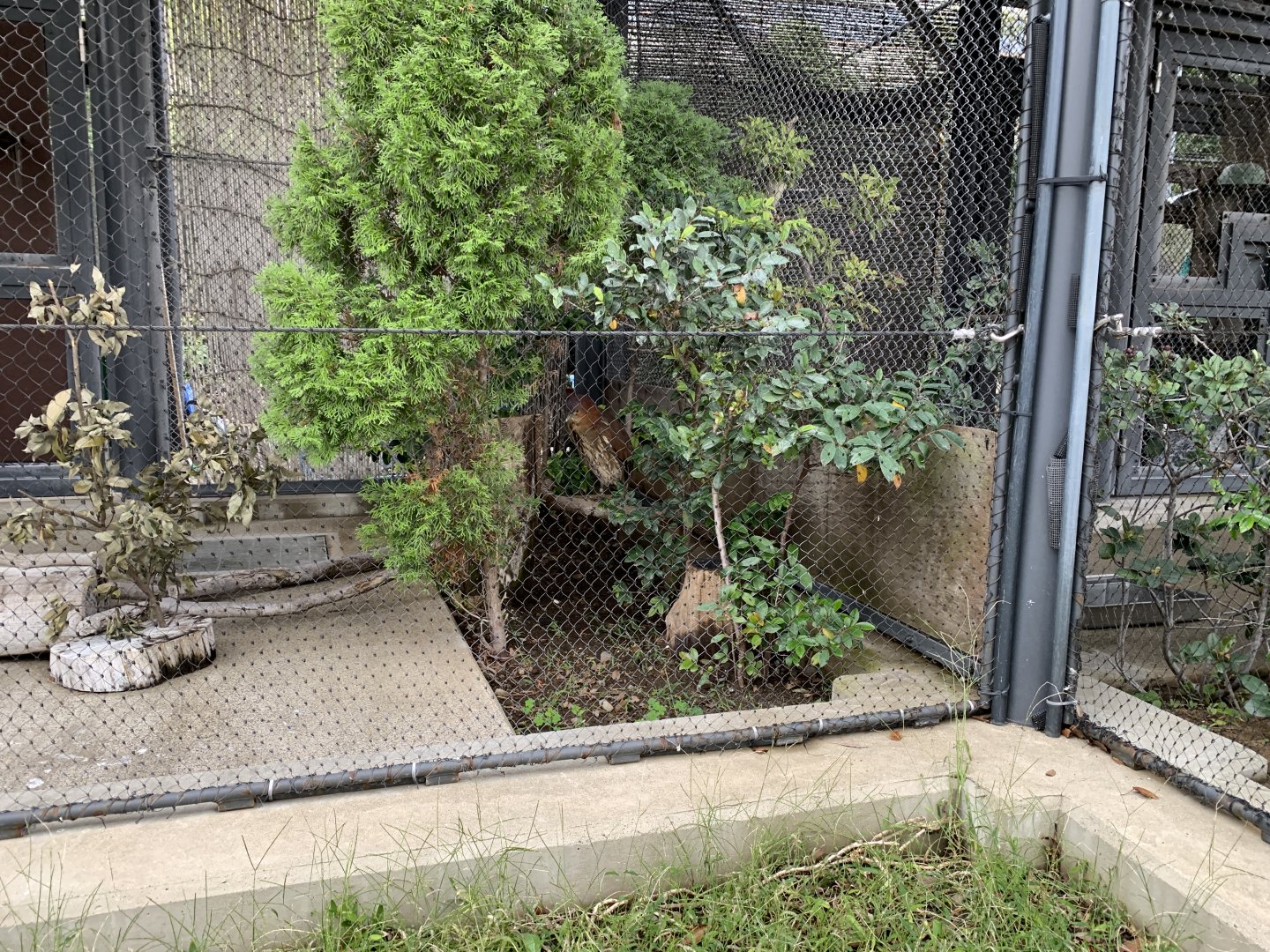 Japanese Night-heron