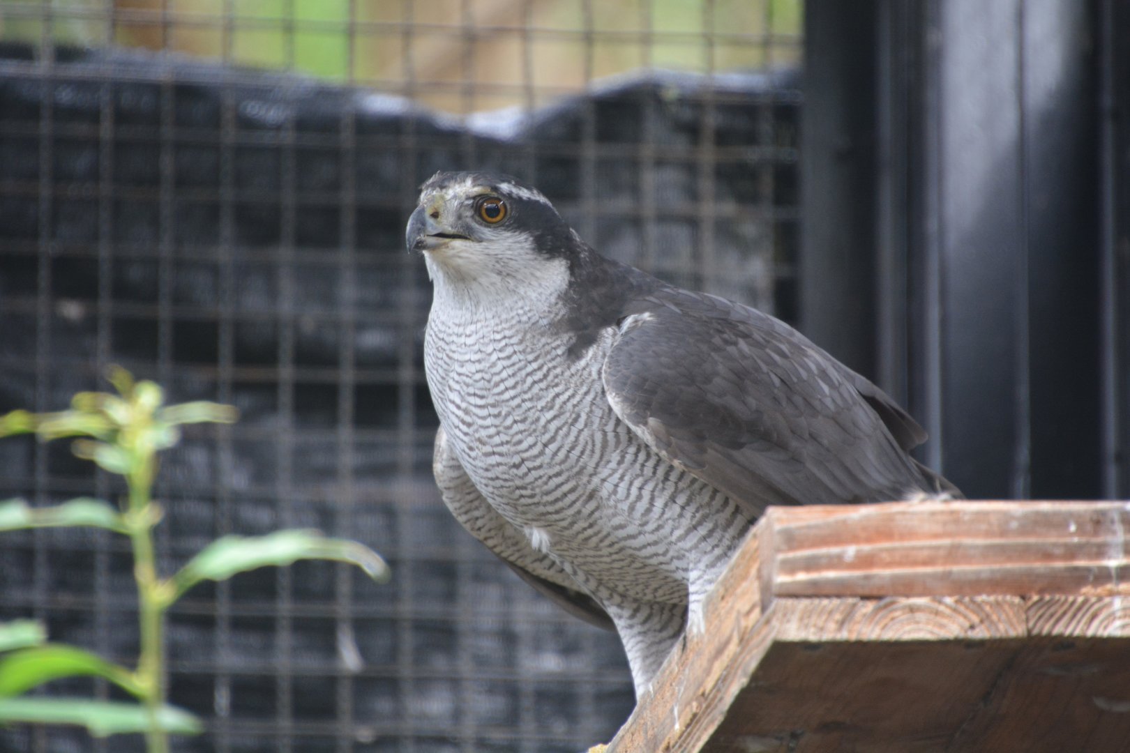 Japanese northern goshawk (Accipiter gentilis fujiyamae)