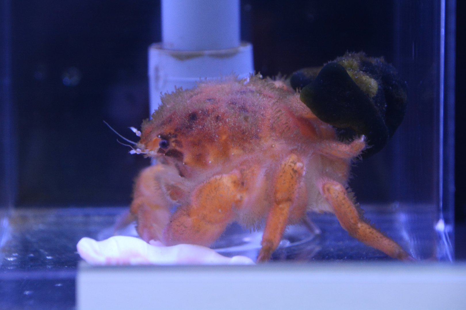 Japanese orange sponge crab (Lauridromia intermedia)