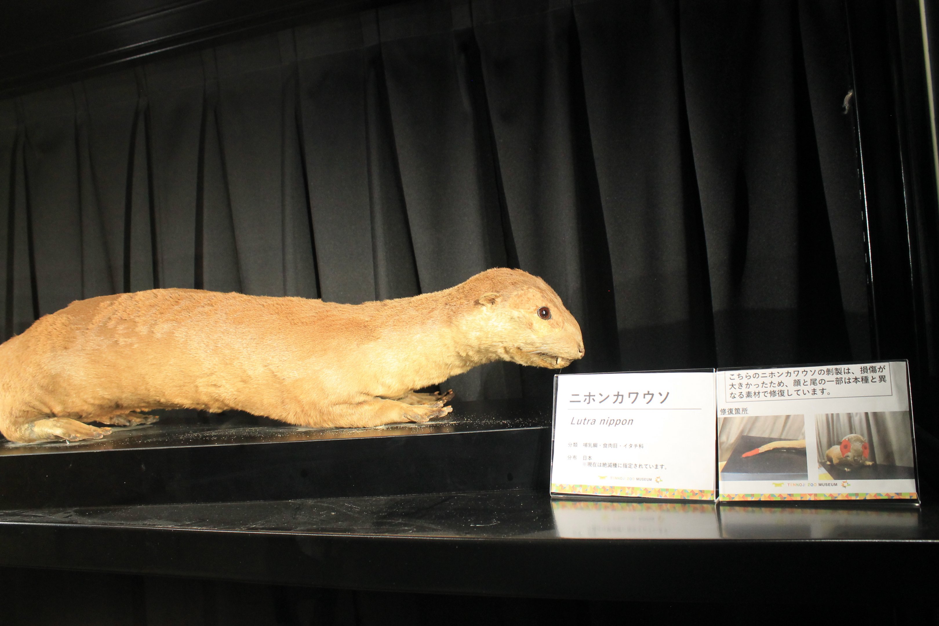 Japanese Otter (Lutra nippon), zoo museum