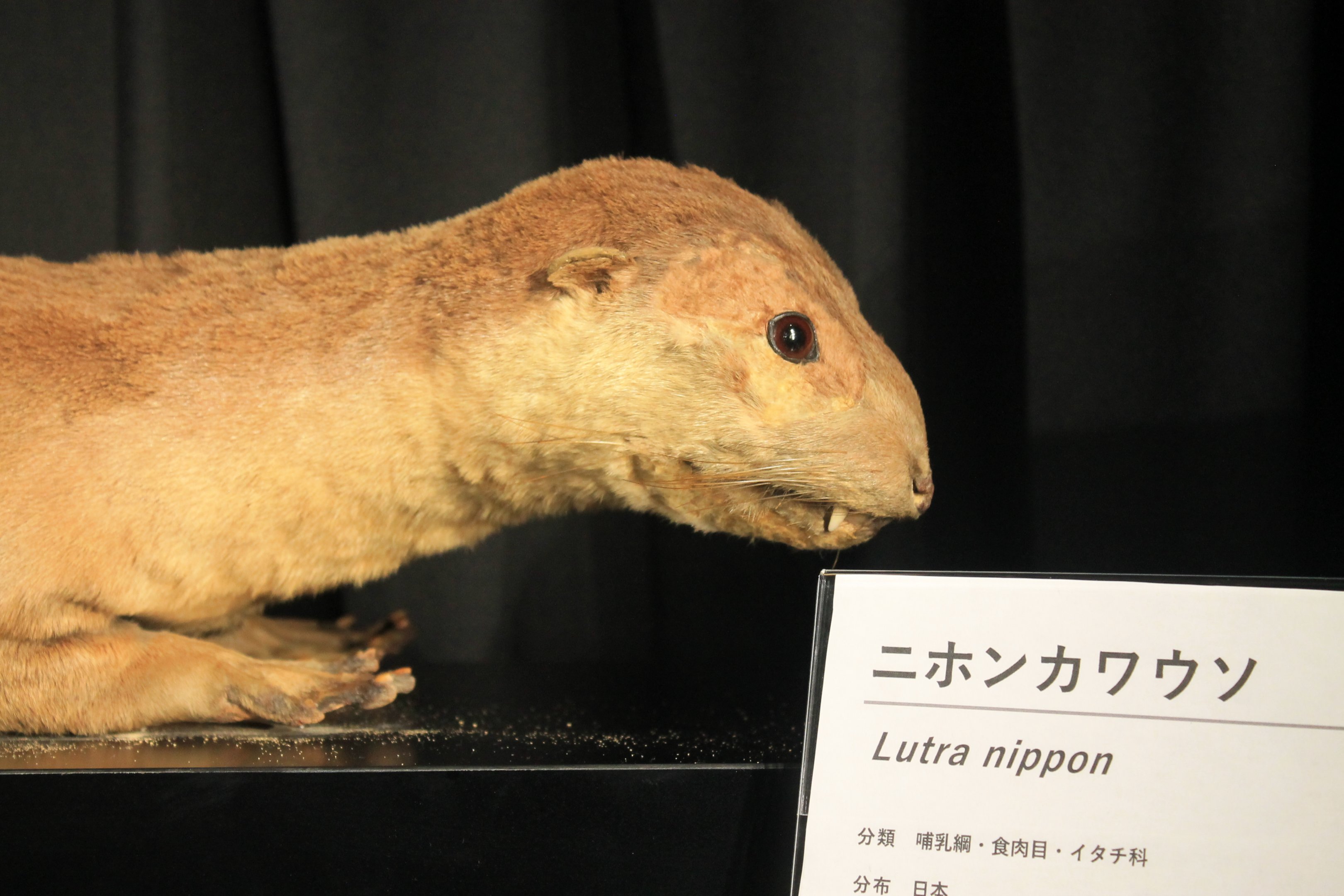 Japanese Otter (Lutra nippon), zoo museum