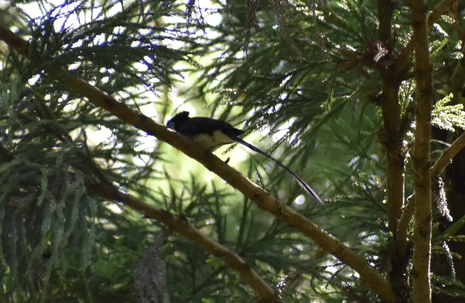 Japanese Paradise Flycatcher ~ Hachijo Castle Ruins