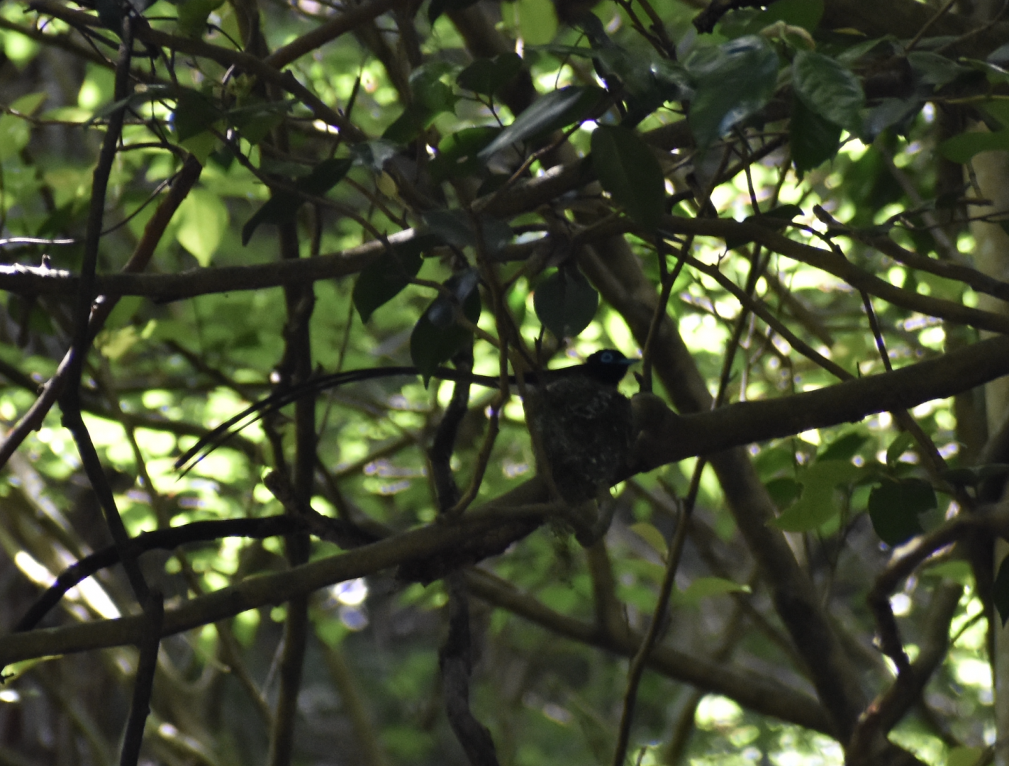 Japanese Paradise Flycatcher ~ Hachioji Castle Ruins