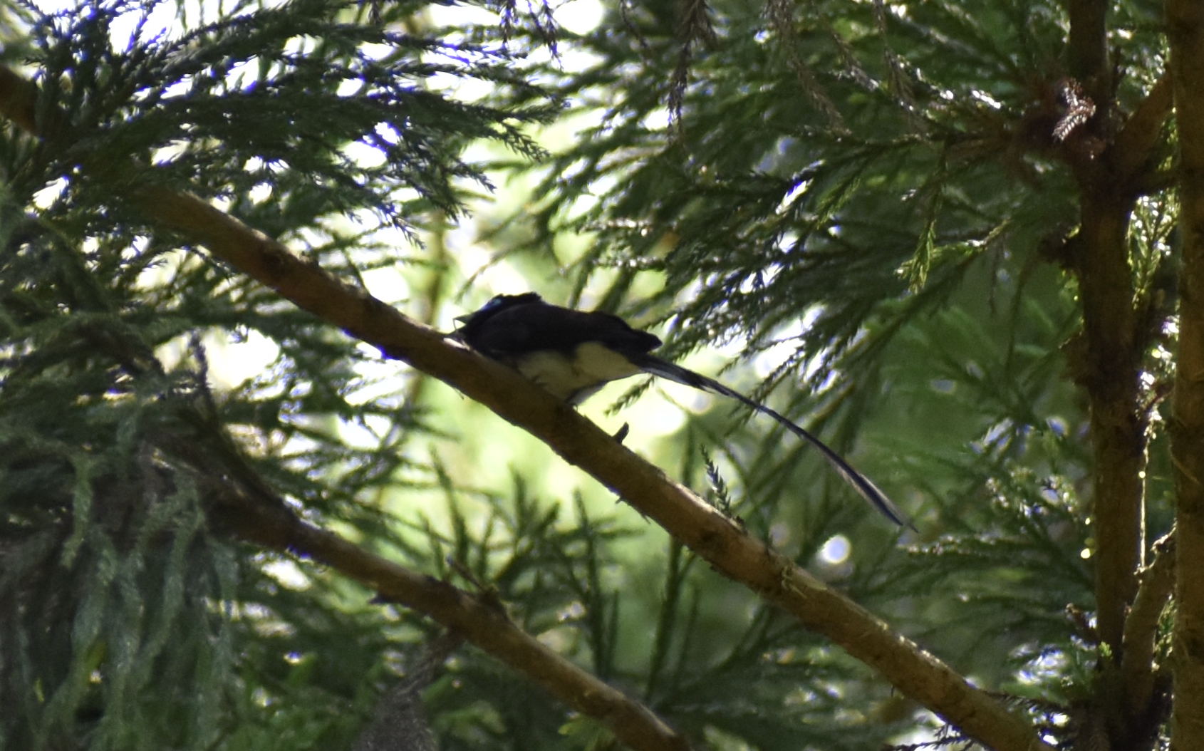 Japanese Paradise Flycatcher ~ Hachioji Castle Ruins
