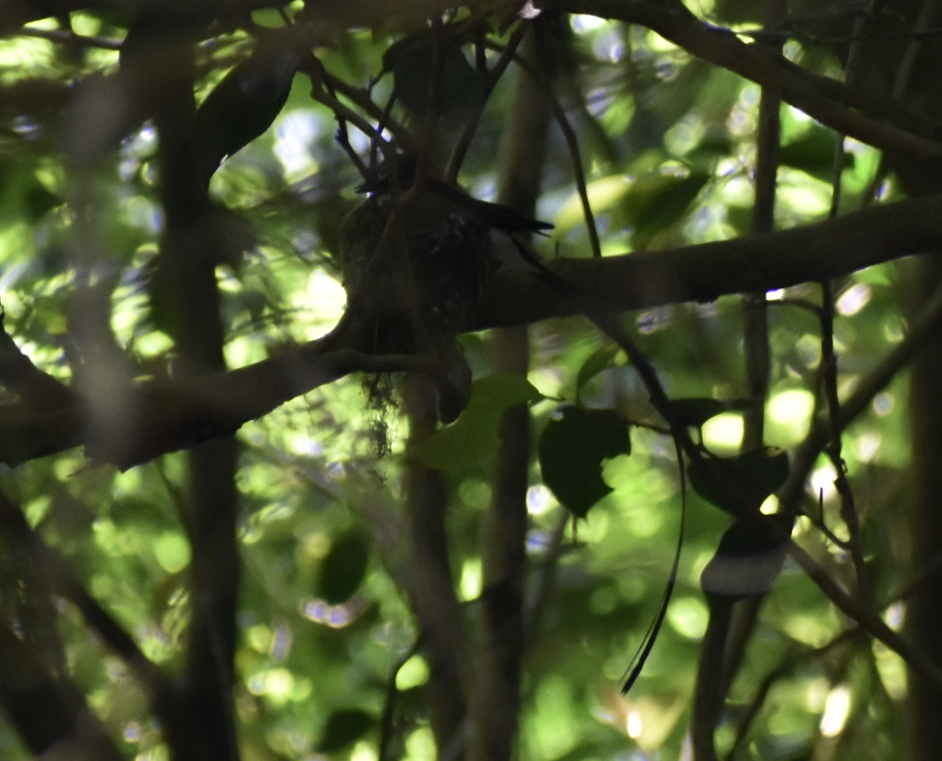 Japanese Paradise Flycatcher ~ Hachioji Castle Ruins