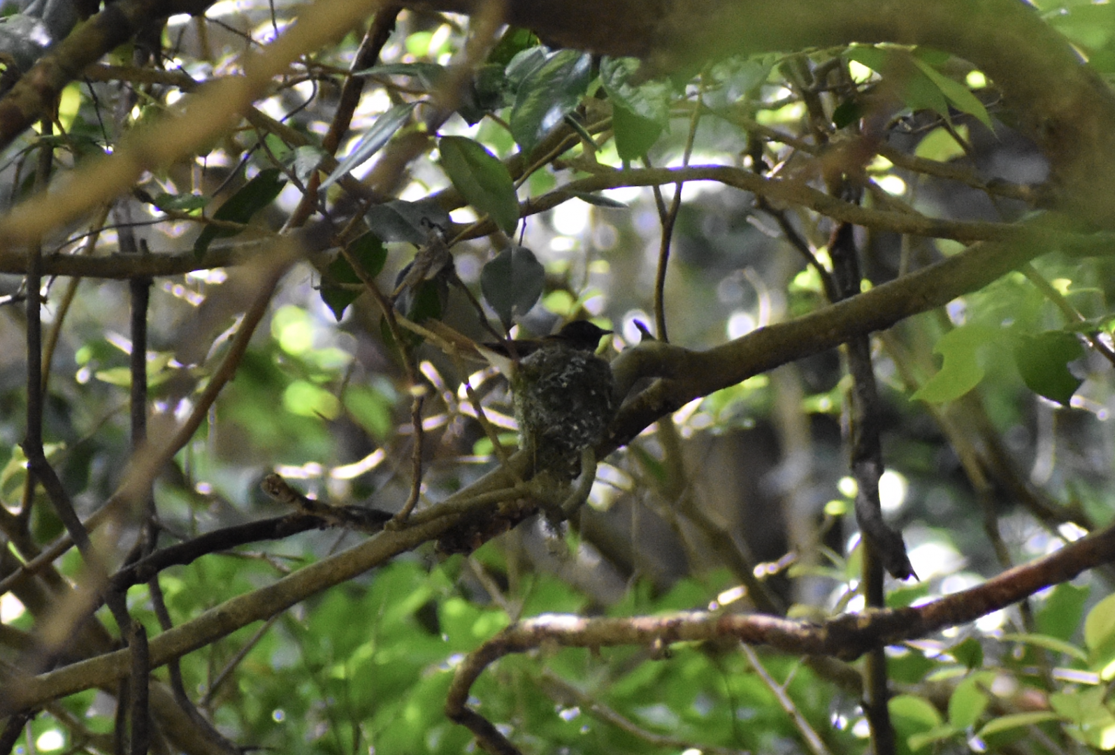 Japanese Paradise Flycatcher ~ Hachioji Castle Ruins