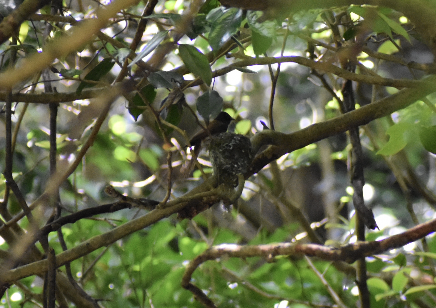 Japanese Paradise Flycatcher ~ Hachioji Castle Ruins