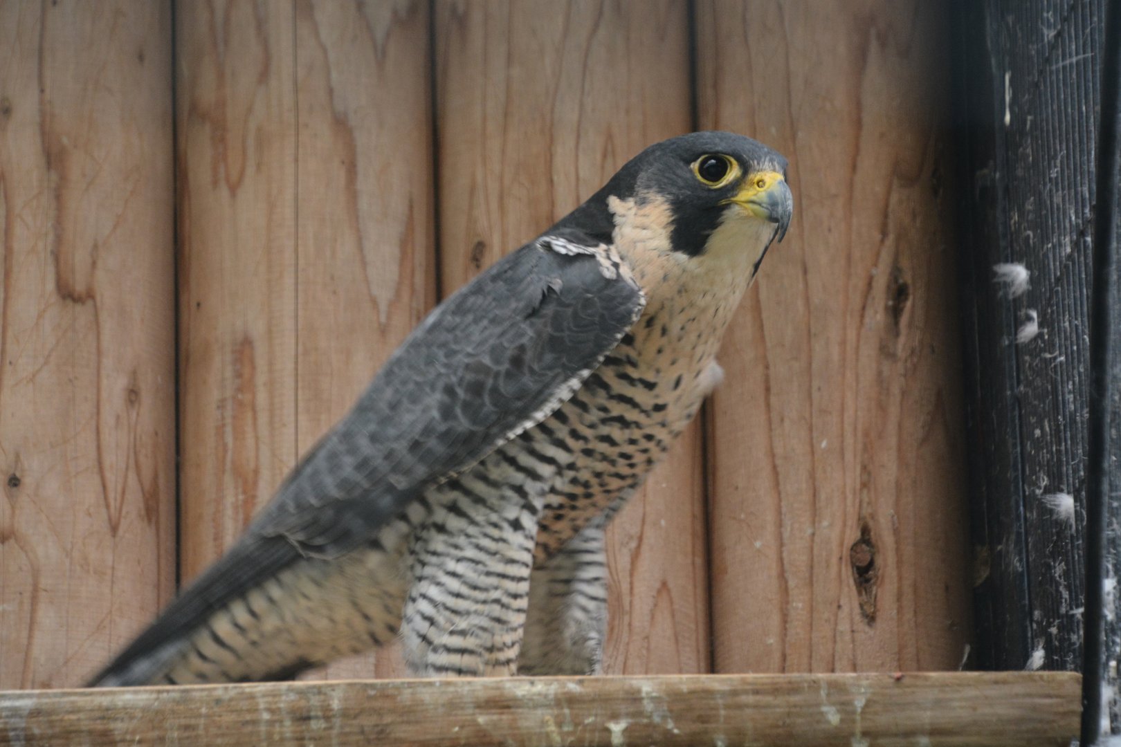 Japanese peregrine falcon (Falco peregrinus japonensis)