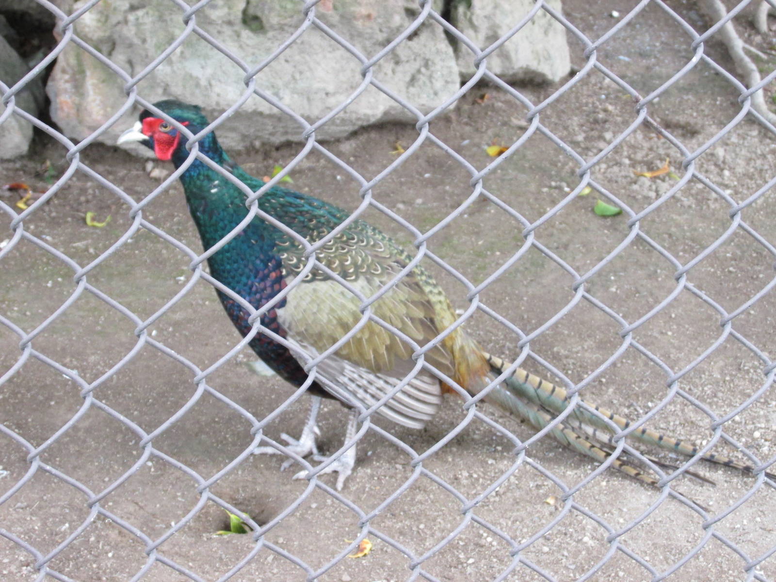 japanese pheasant guadalajara zoo