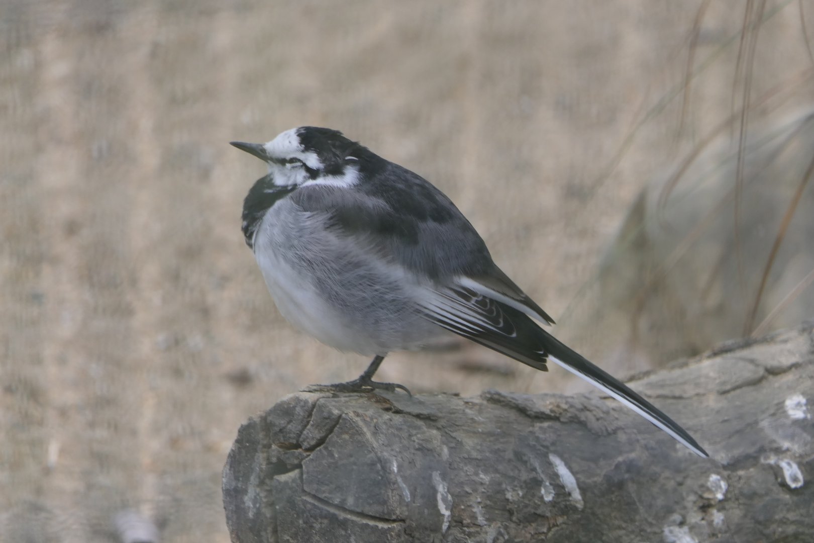 Japanese Pied Wagtail (Motacilla alba lugens)
