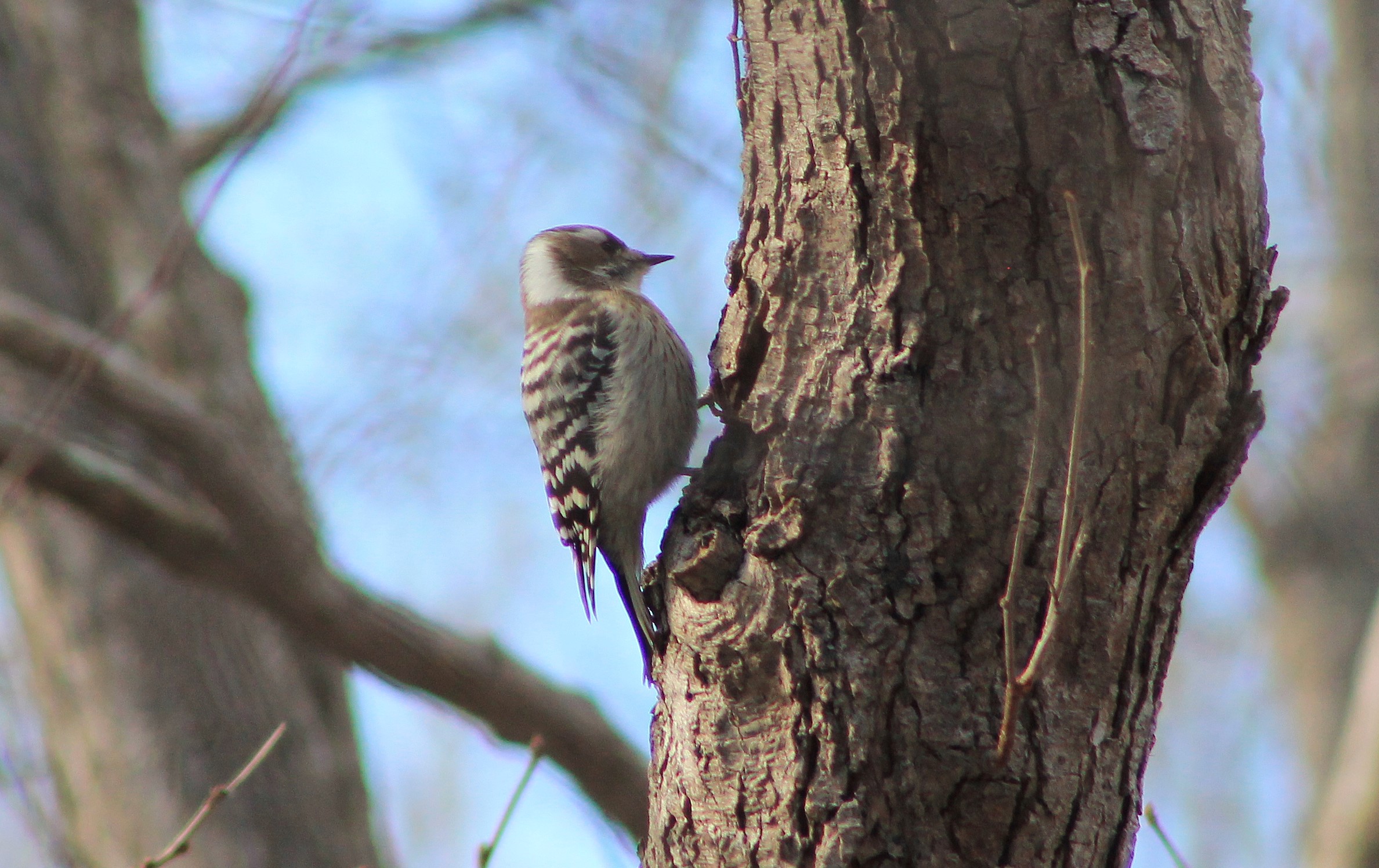 Japanese Pigmy Woodpecker (Yungipicus kizuki)