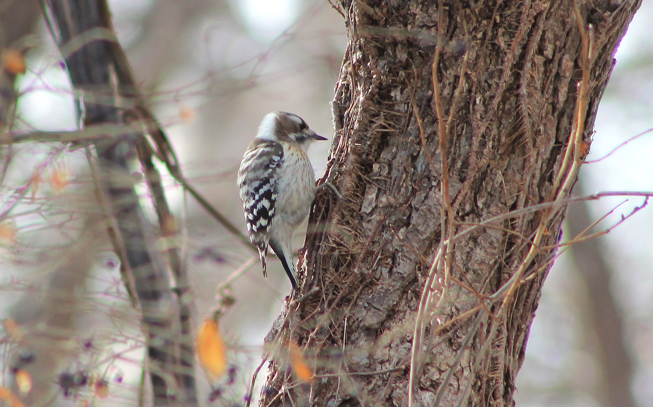 Japanese Pigmy Woodpecker (Yungipicus kizuki)
