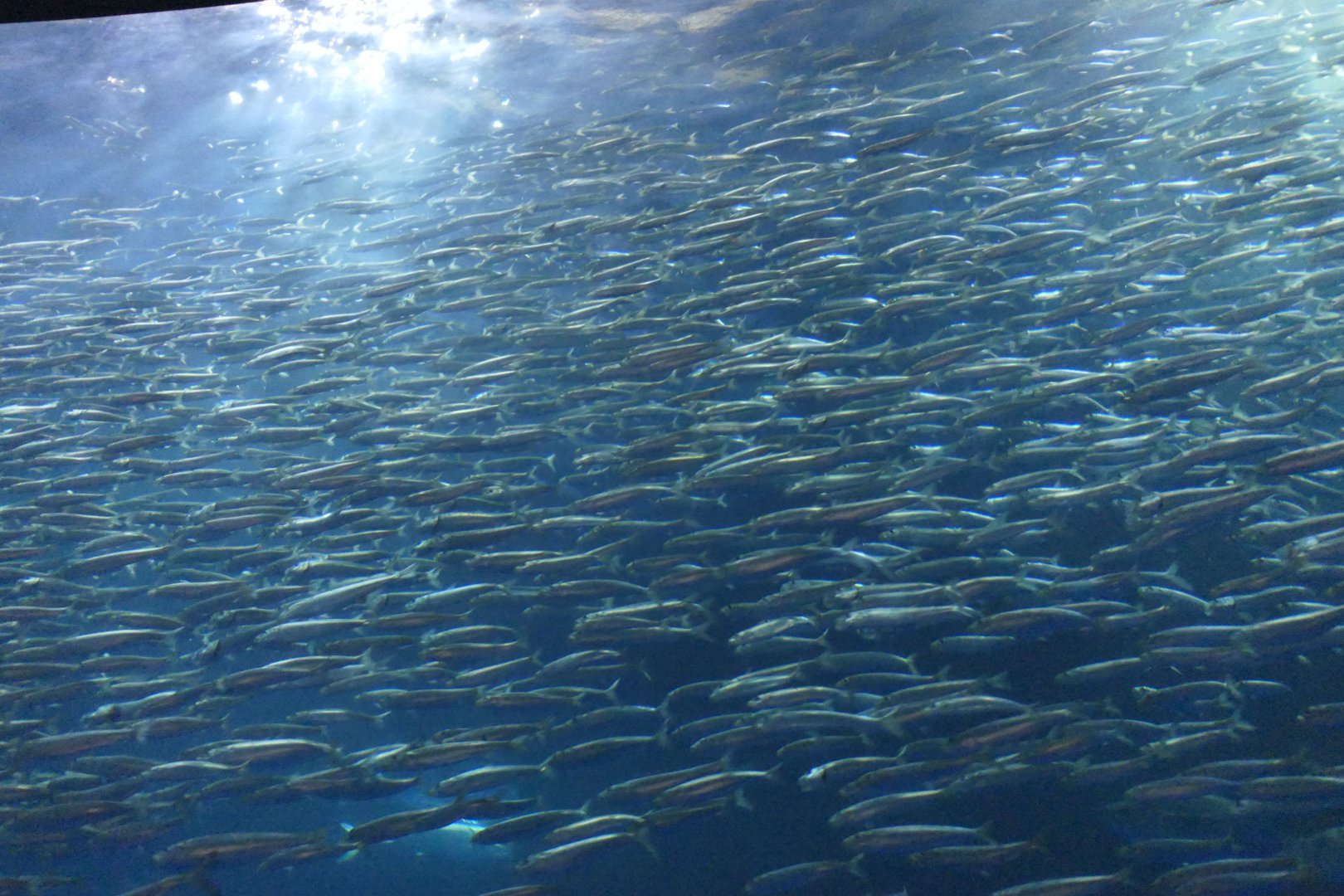 Japanese Pilchard (Sardinops sagax melanostictus)
