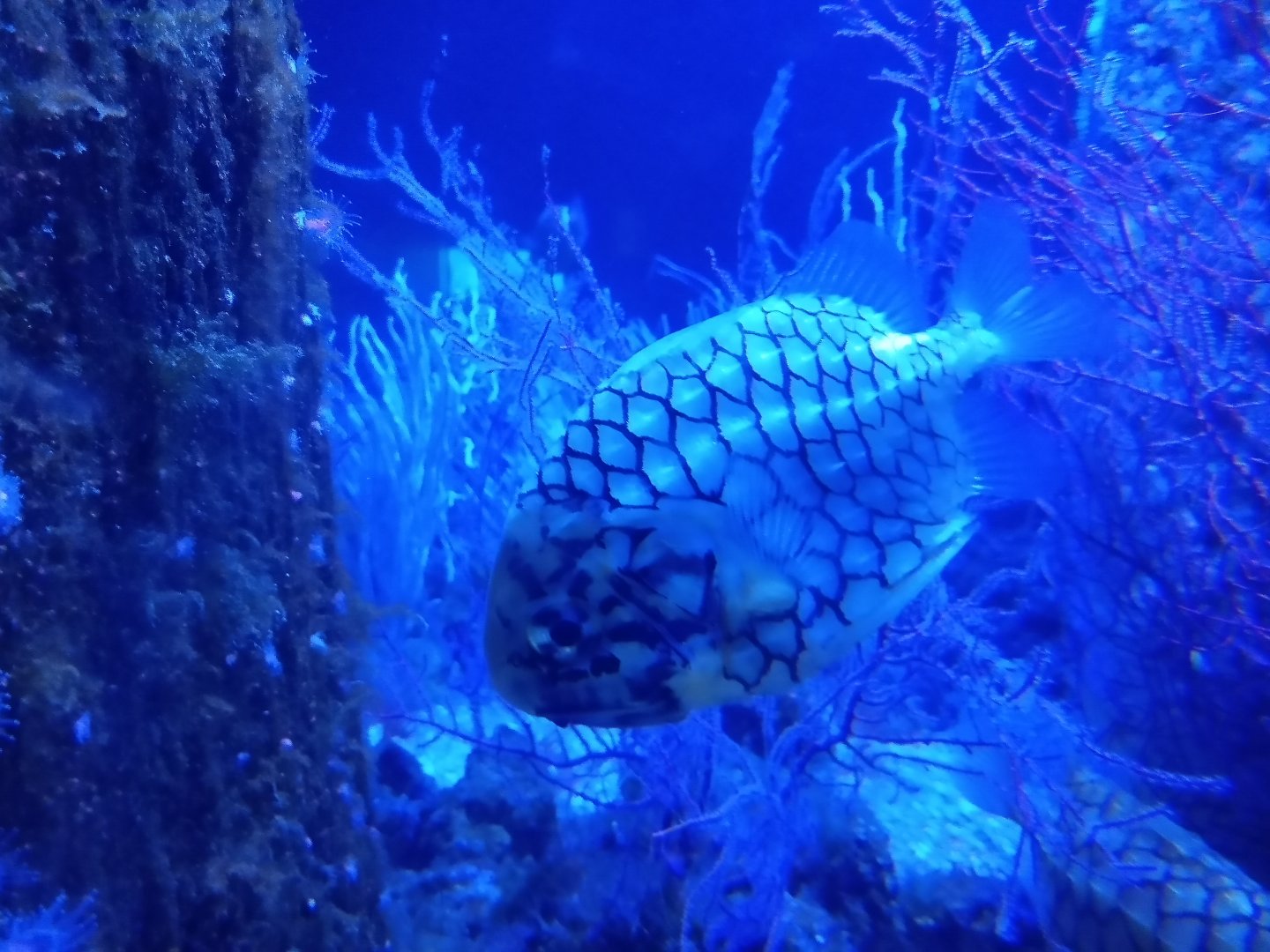 Japanese pineapple fish