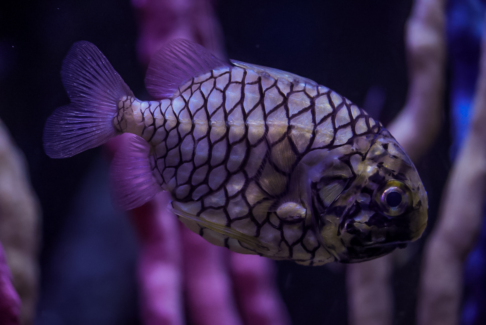 Japanese Pineapple Fish