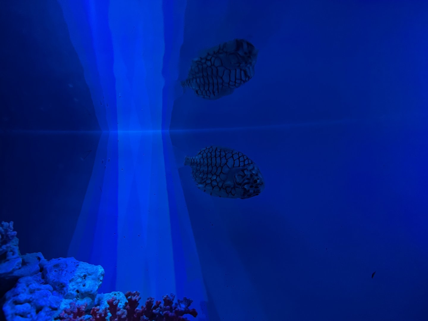 japanese pineapplefish (monocentris japonica) (1) - BX Sea