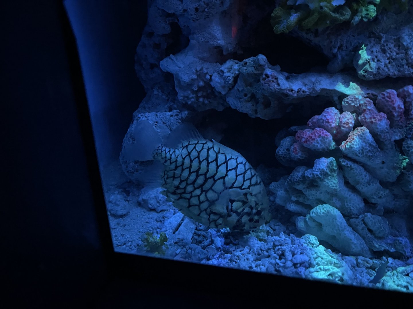 japanese pineapplefish (monocentris japonica) (2) - BX Sea