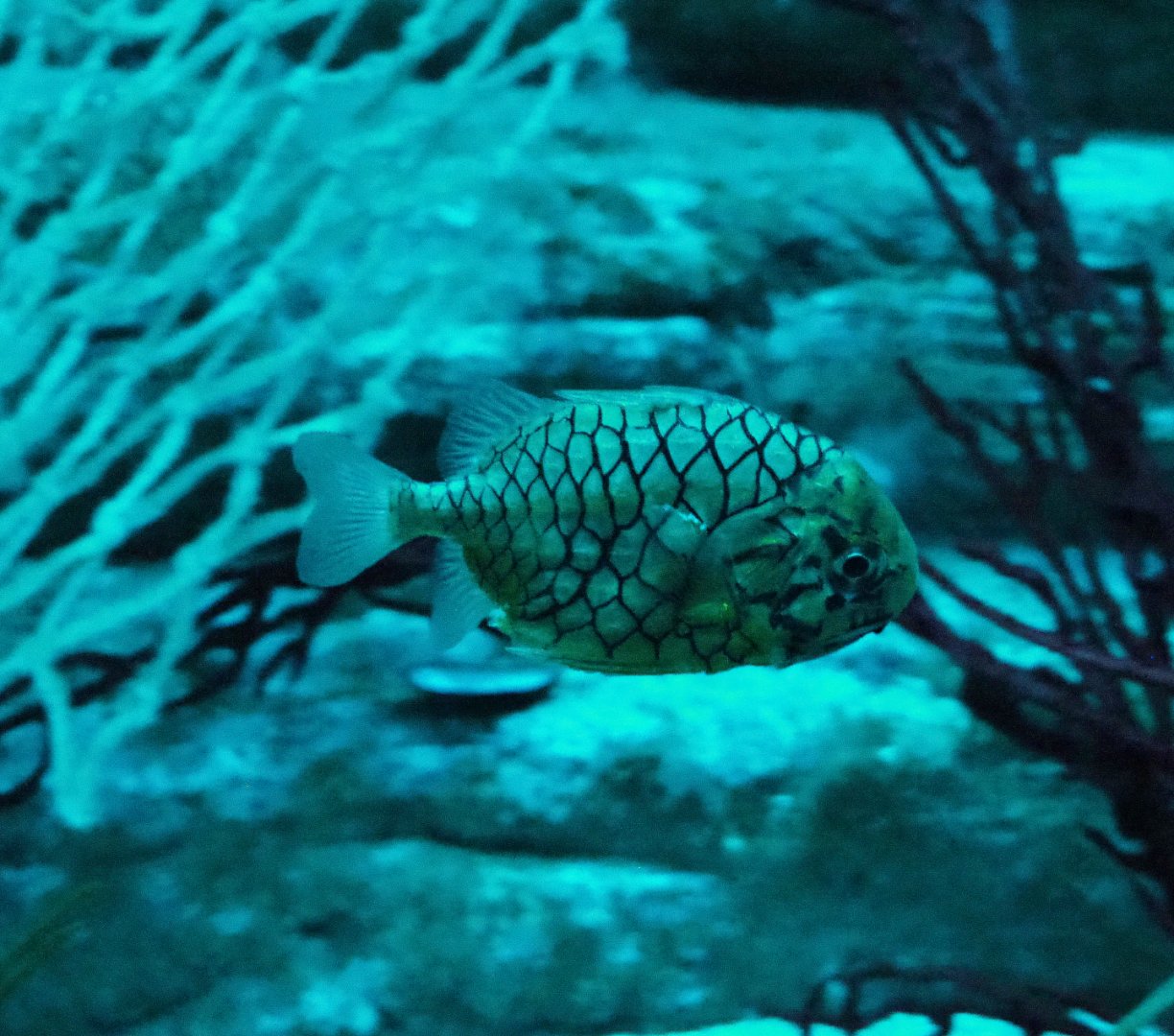 Japanese pineapplefish (Monocentris japonica), 2019-10-05