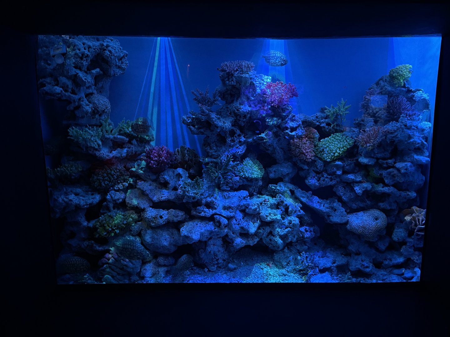 japanese pineapplefish (monocentris japonica) exhibit - BX Sea