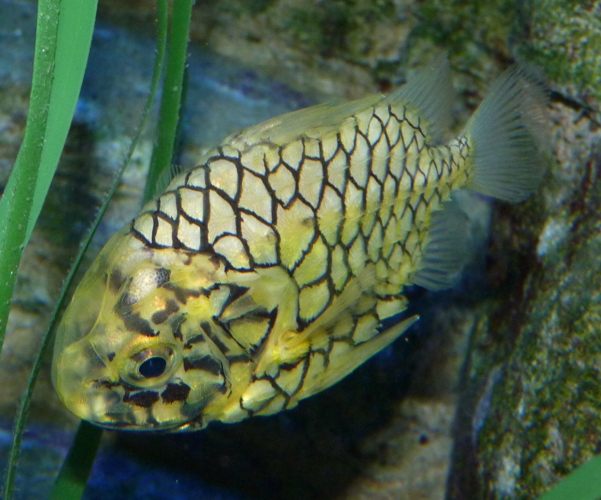 Japanese pineapplefish (Monocentris japonica)