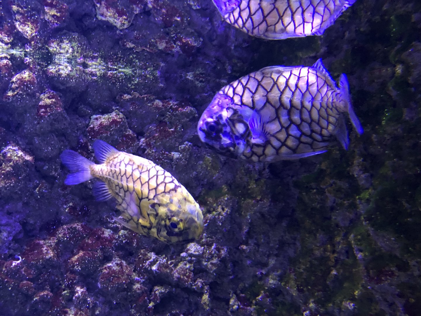 Japanese pineapplefish, Monocentris japonica