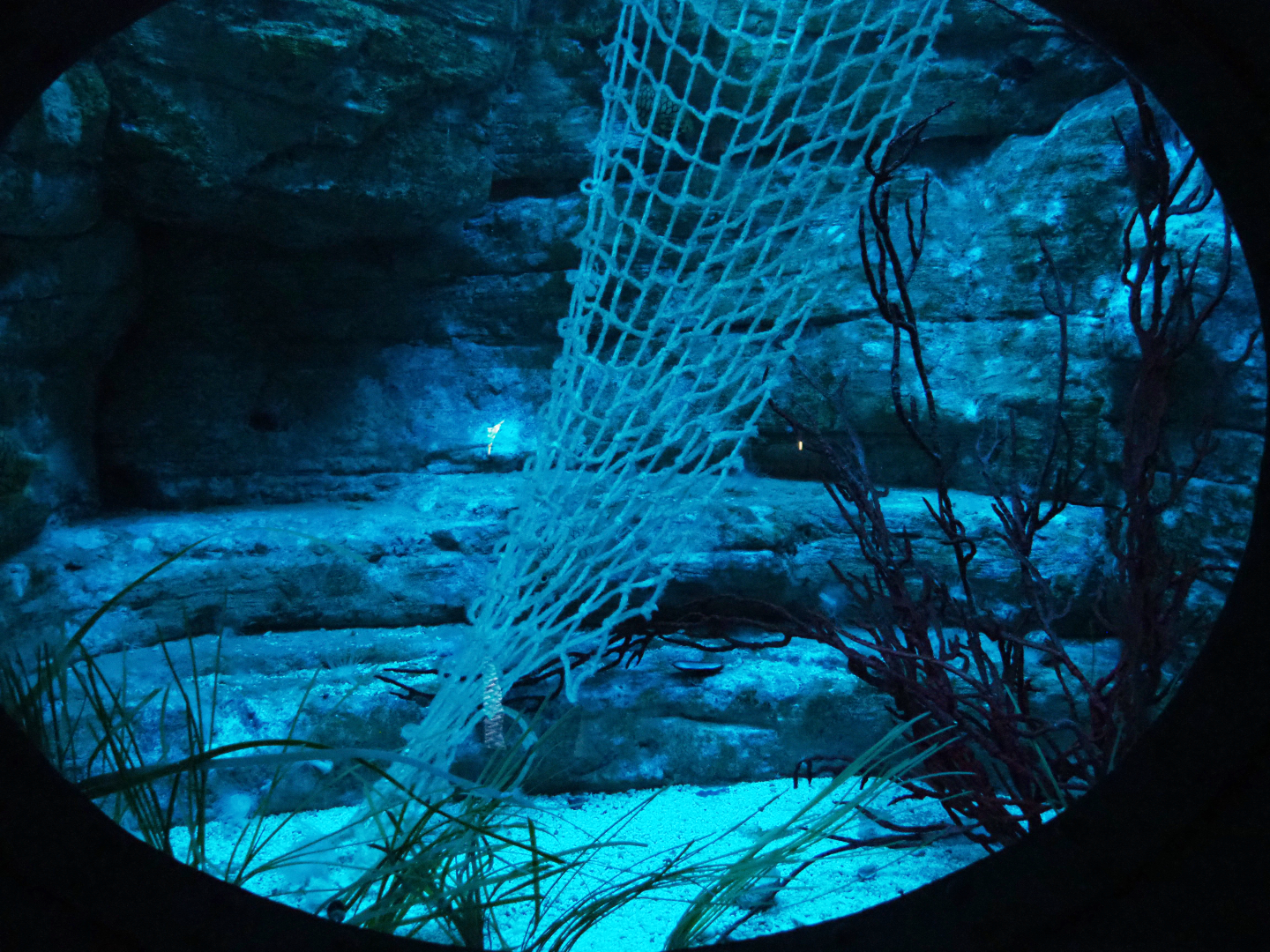 Japanese pineapplefish tank, 2019-10-05