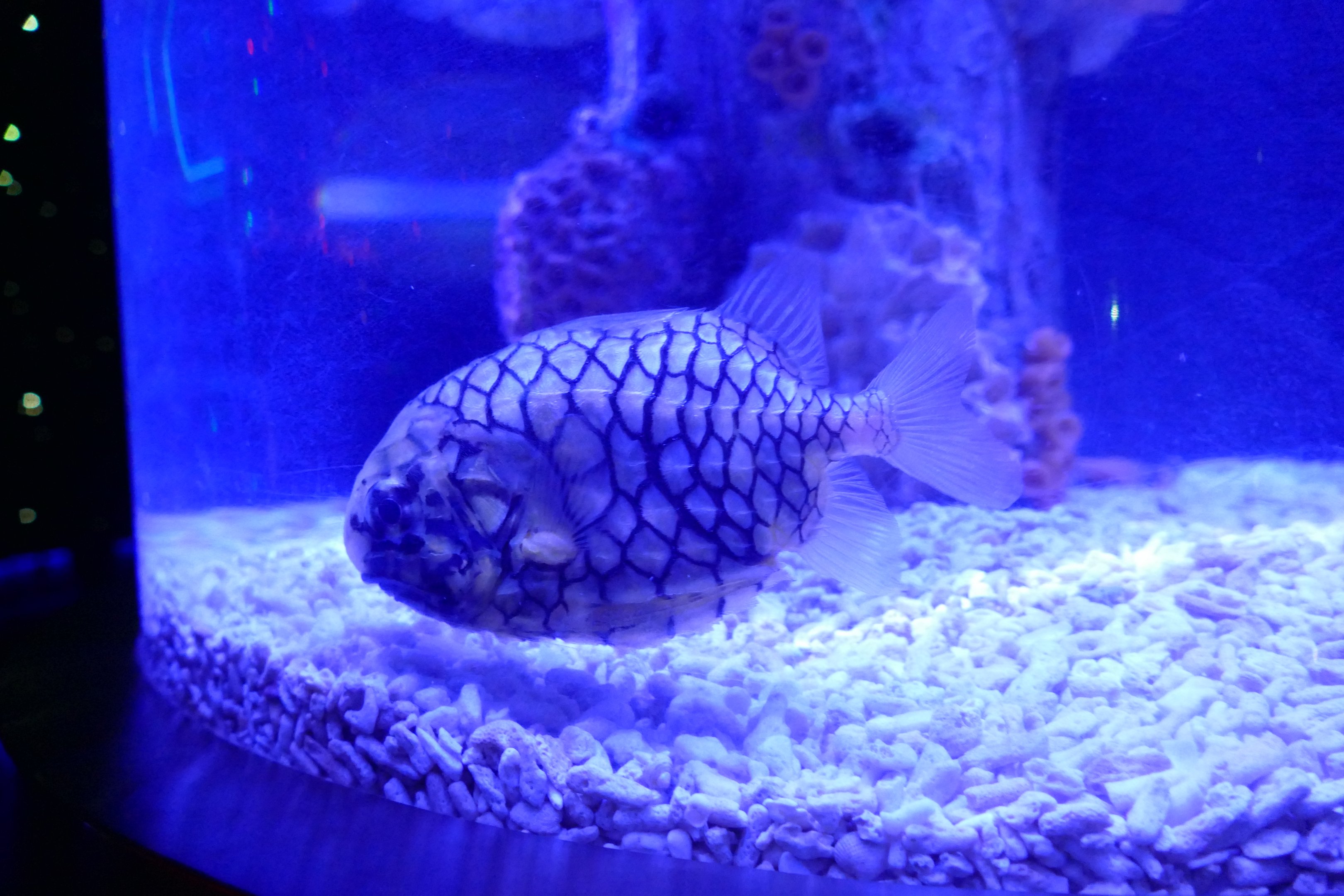 Japanese pineapplefish