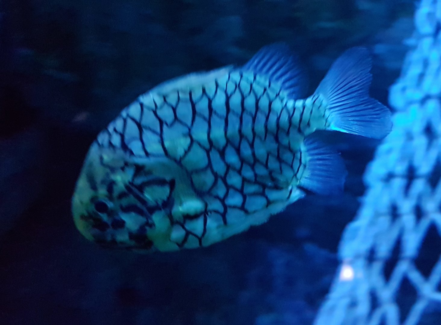 Japanese pineconefish