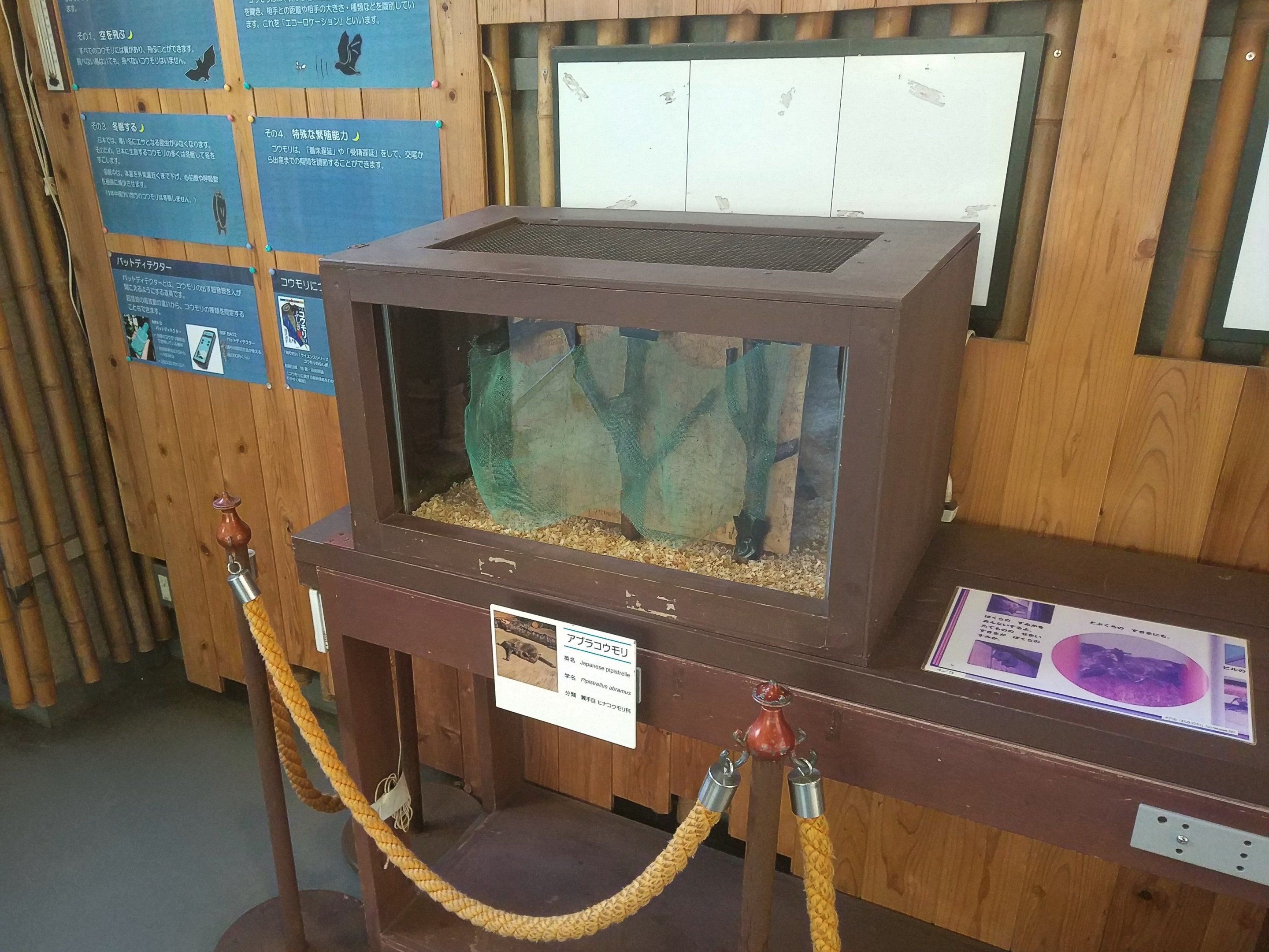 Japanese Pipistrelle Box