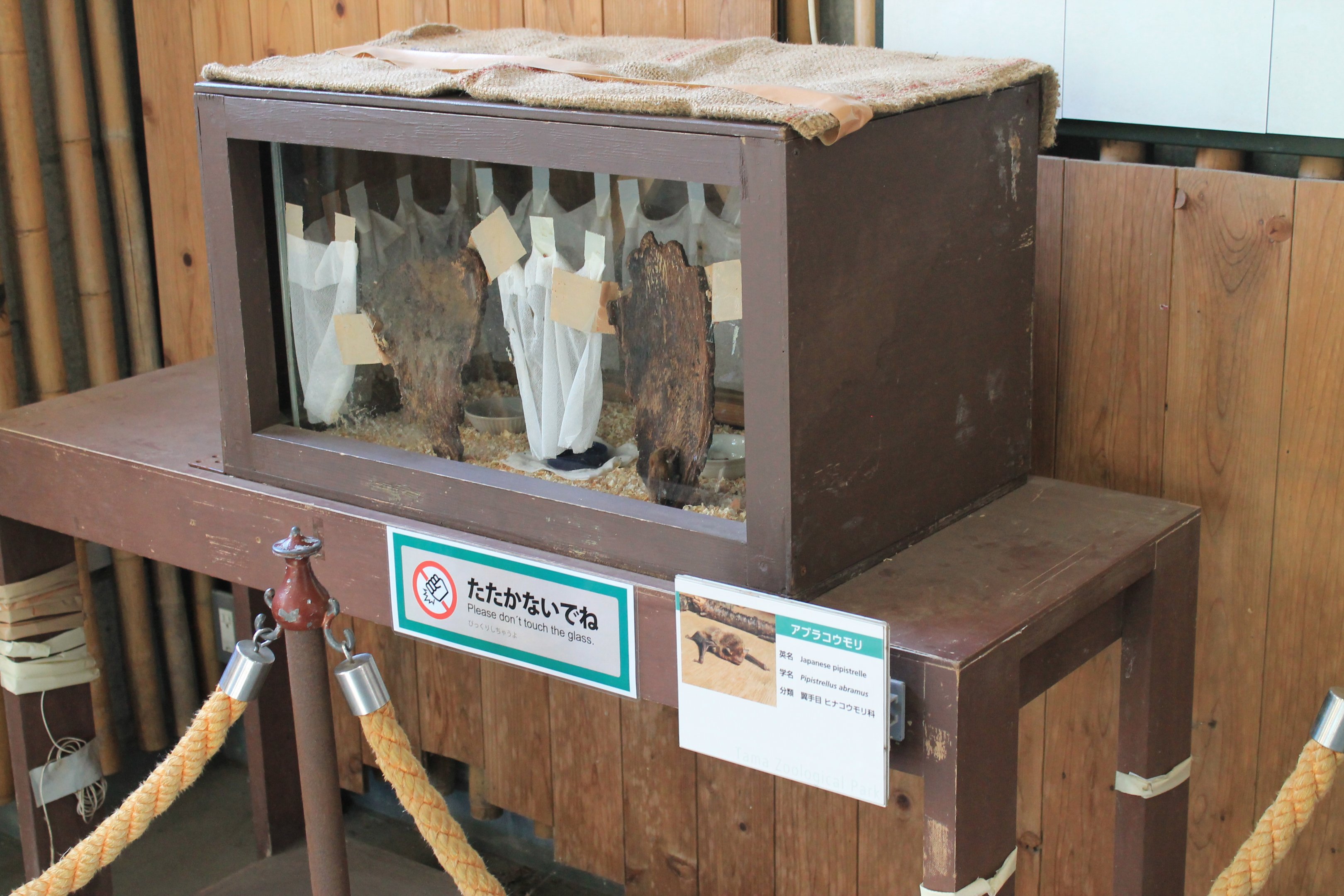 Japanese Pipistrelle (Pipistrellus abramus) tank