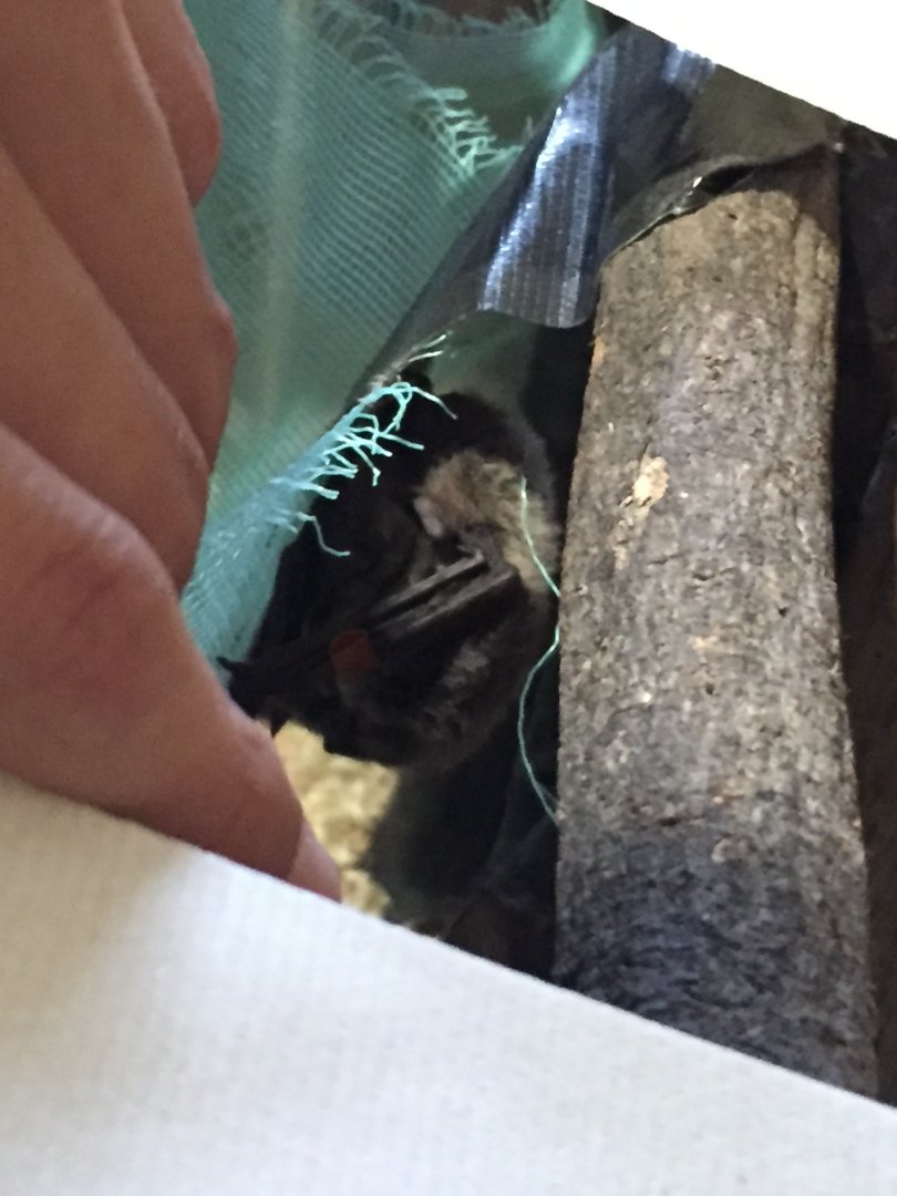 Japanese pipistrelle (Pipistrellus abramus)