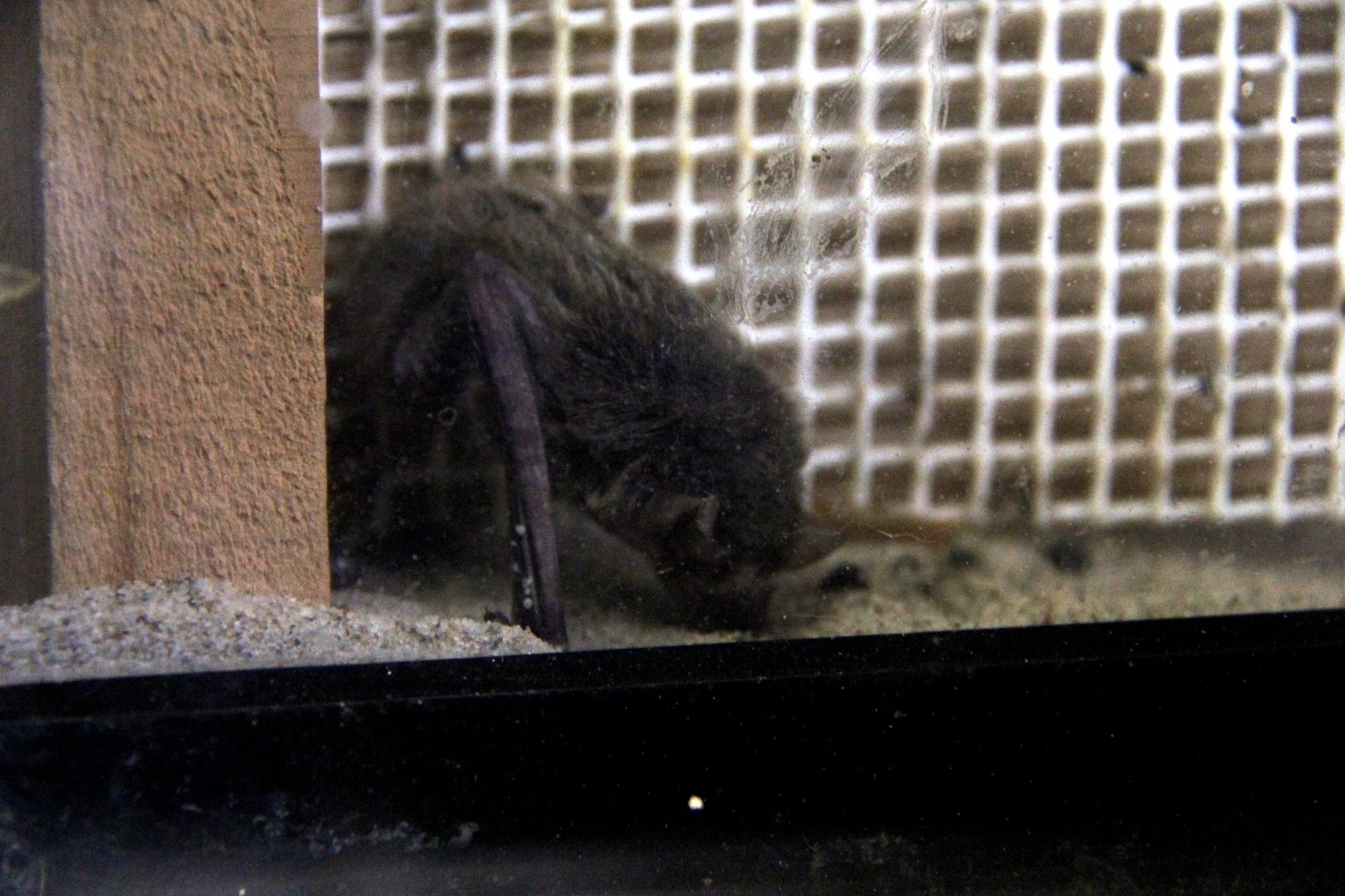 Japanese pipistrelle (Pipistrellus abramus)