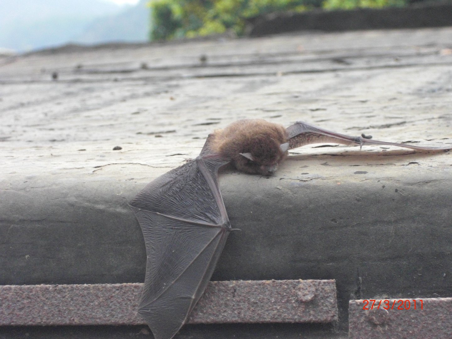 Japanese pipistrelle
