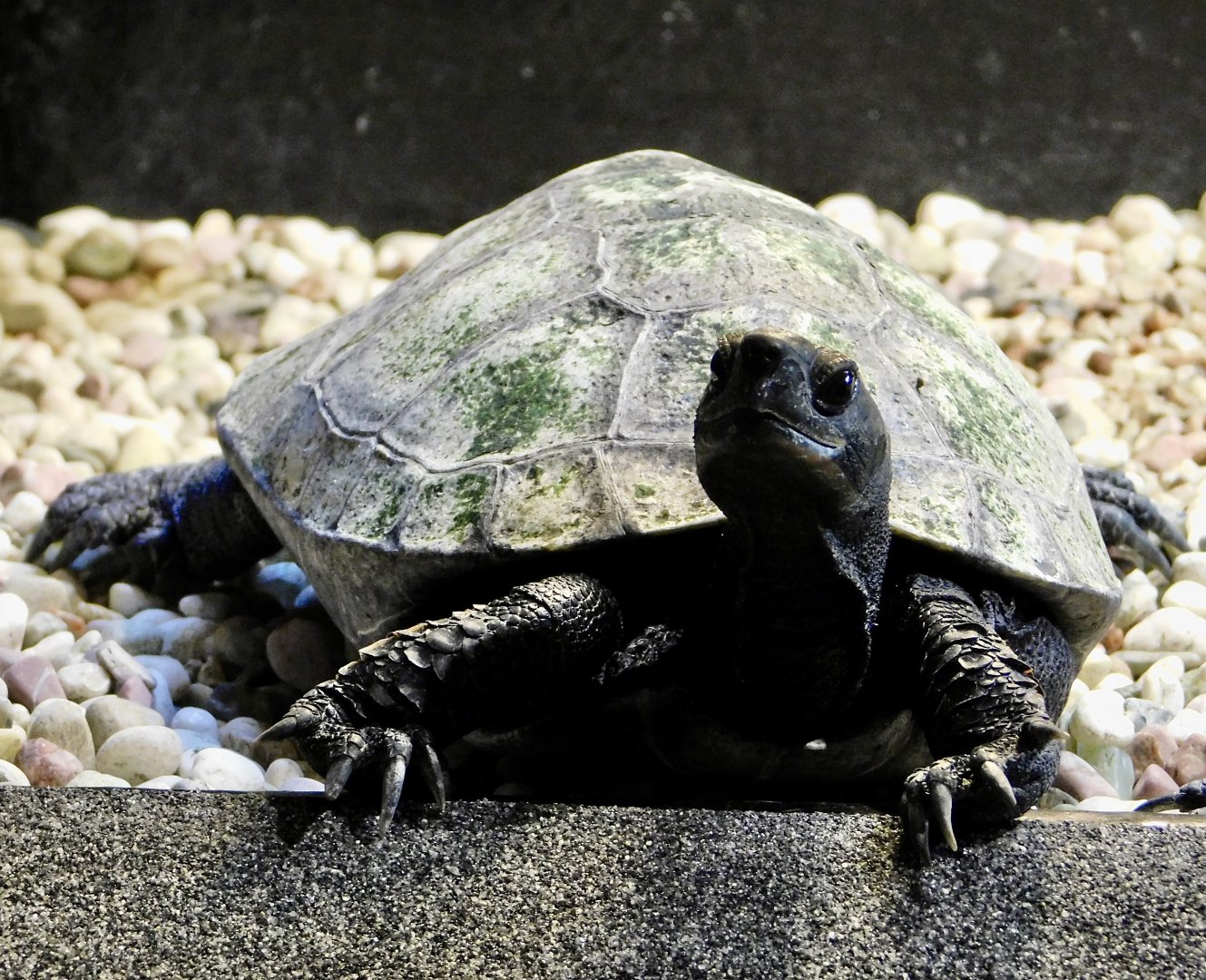 Japanese Pond Turtle (Mauremys japonica) November 29, 2025