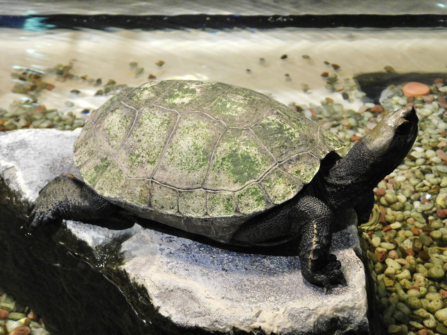 Japanese Pond Turtle (Mauremys japonica) October 18, 2025