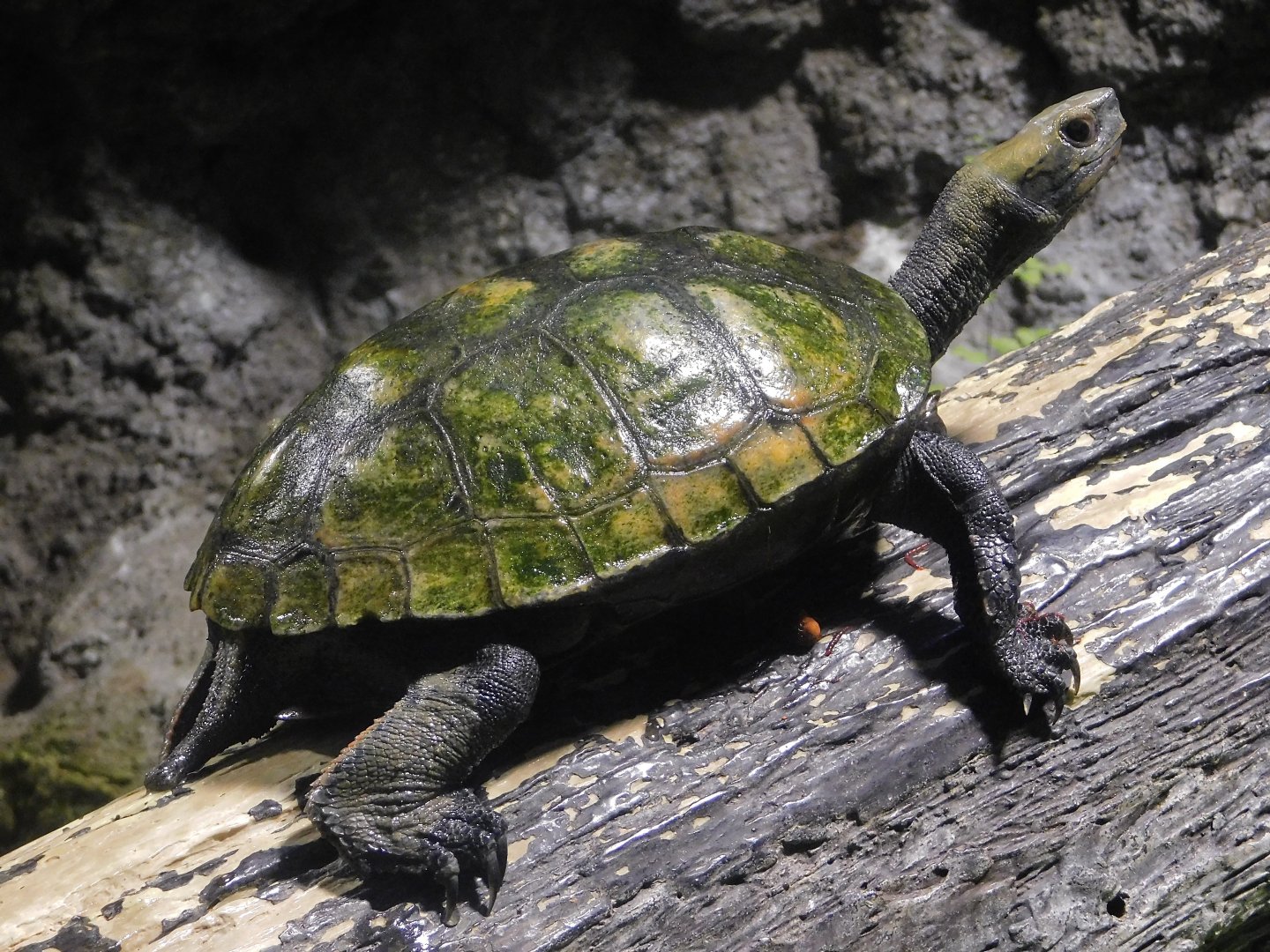 Japanese Pond Turtle (Mauremys japonica) October 4, 2025