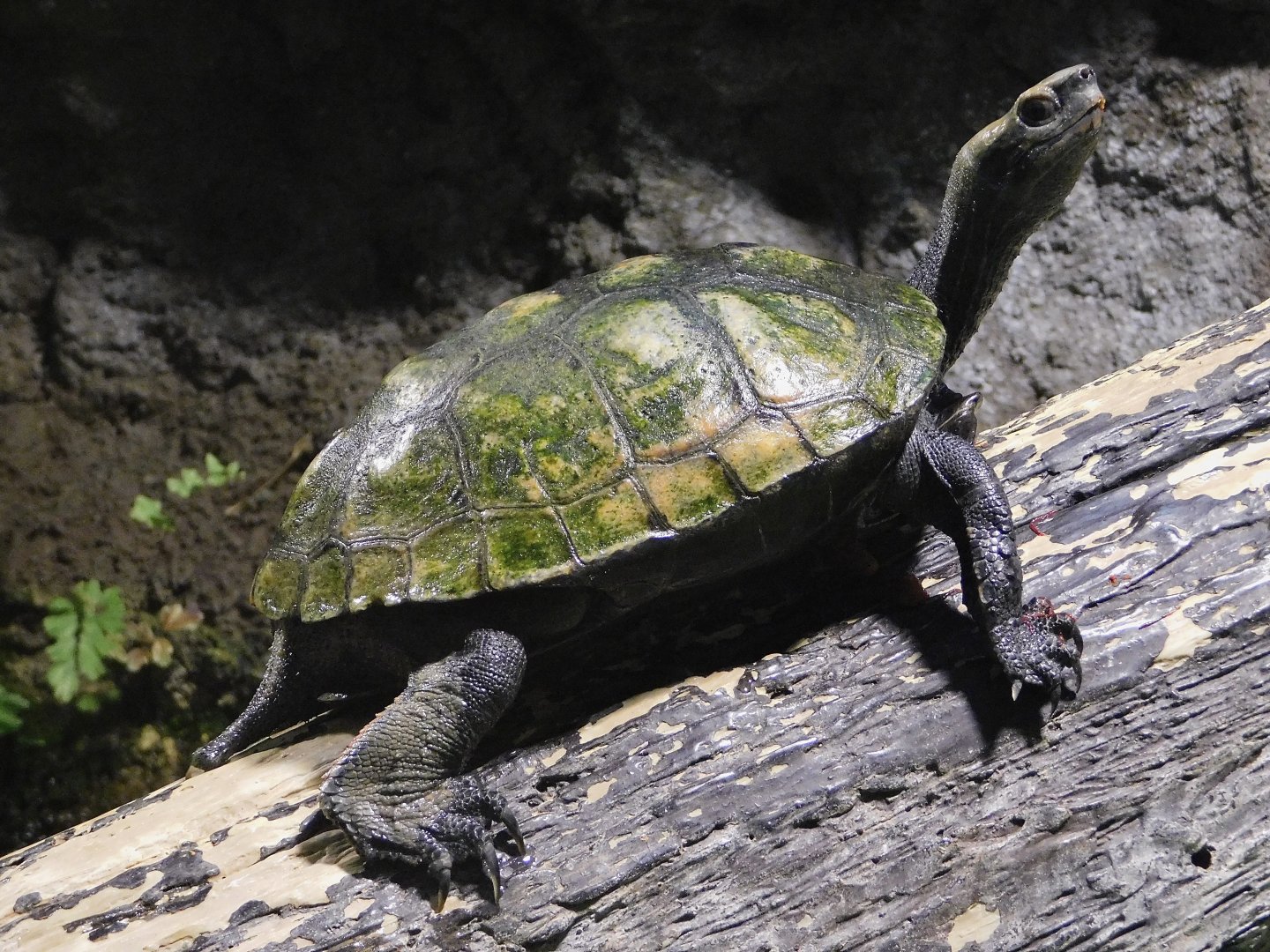Japanese Pond Turtle (Mauremys japonica) October 4, 2025