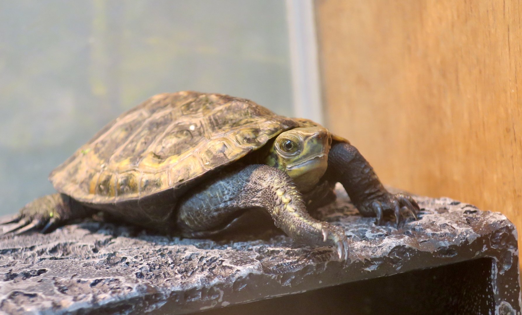 Japanese Pond Turtle (Mauremys japonica)