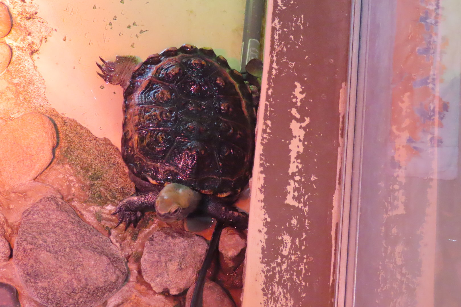 Japanese pond turtle