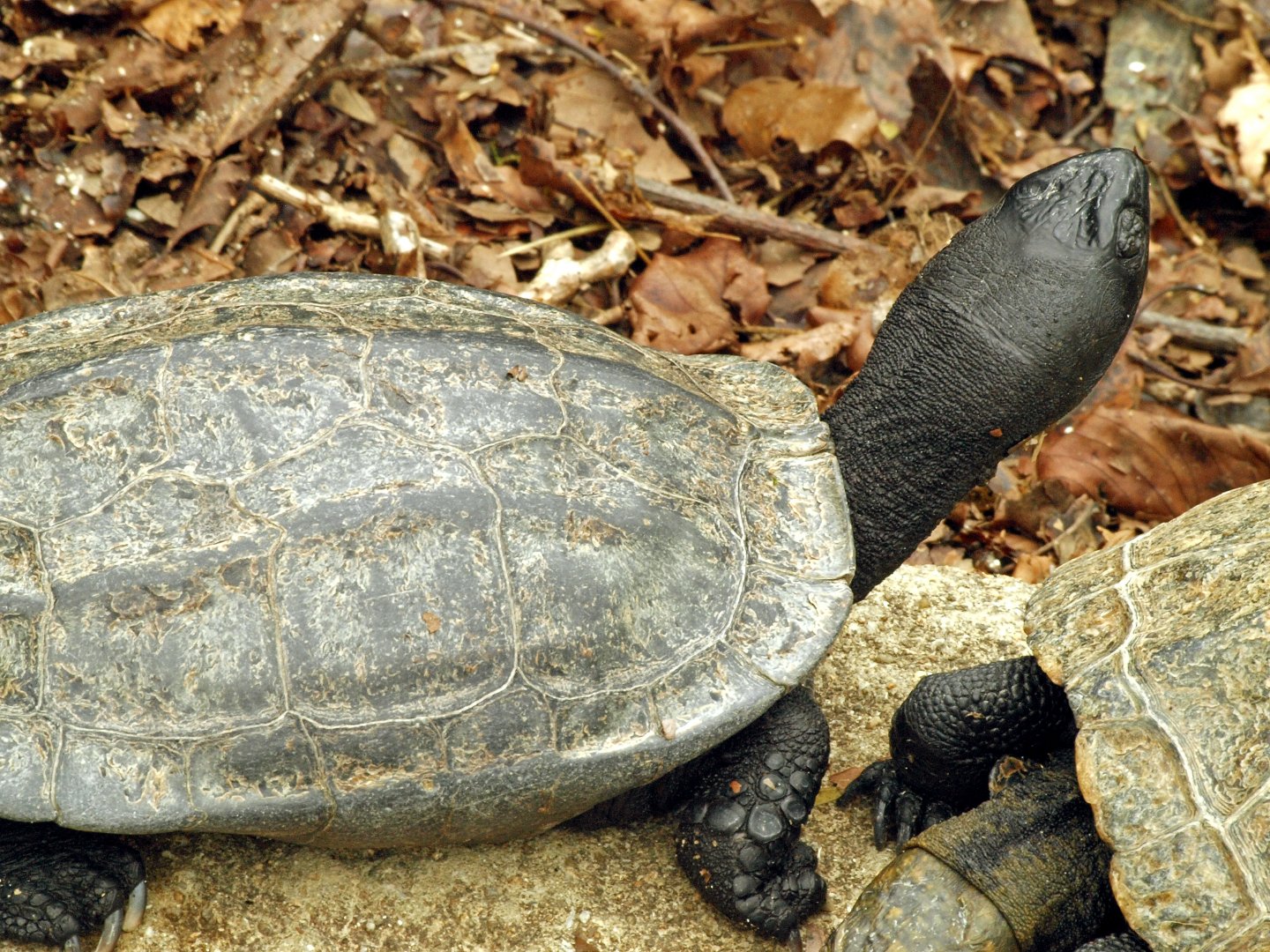 Japanese pond turtle